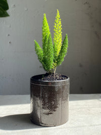 Asparagus meyerii - foxtail fern