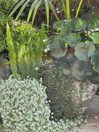 Asparagus meyerii - foxtail fern