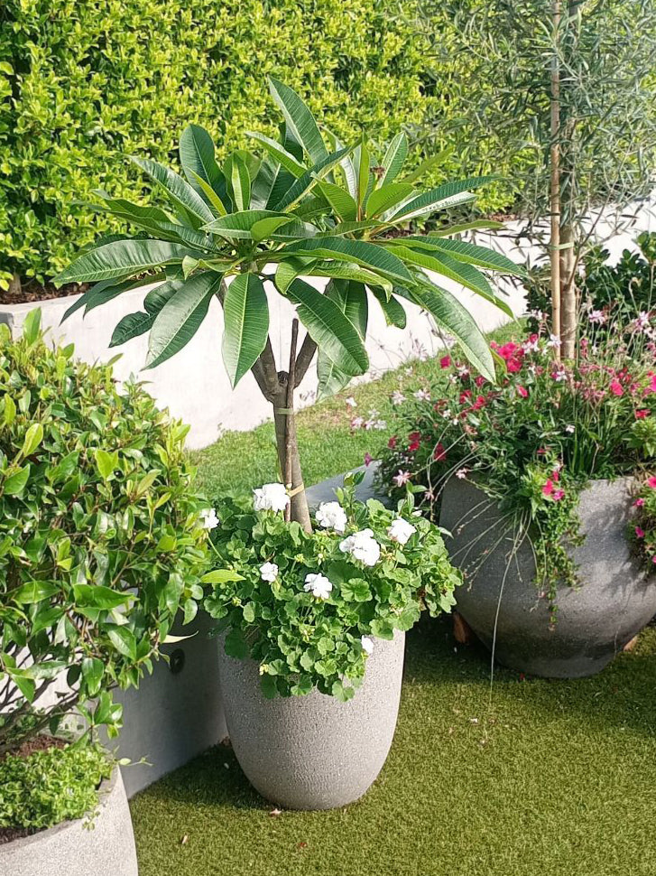 Plumeria - Frangipani