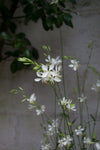 Gaura Lillipop