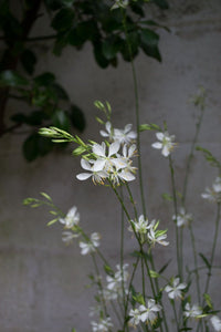 Gaura Lillipop