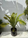 Dioon spinulosum - Giant Dioon