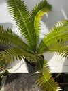Dioon spinulosum - Giant Dioon