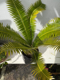 Dioon spinulosum - Giant Dioon