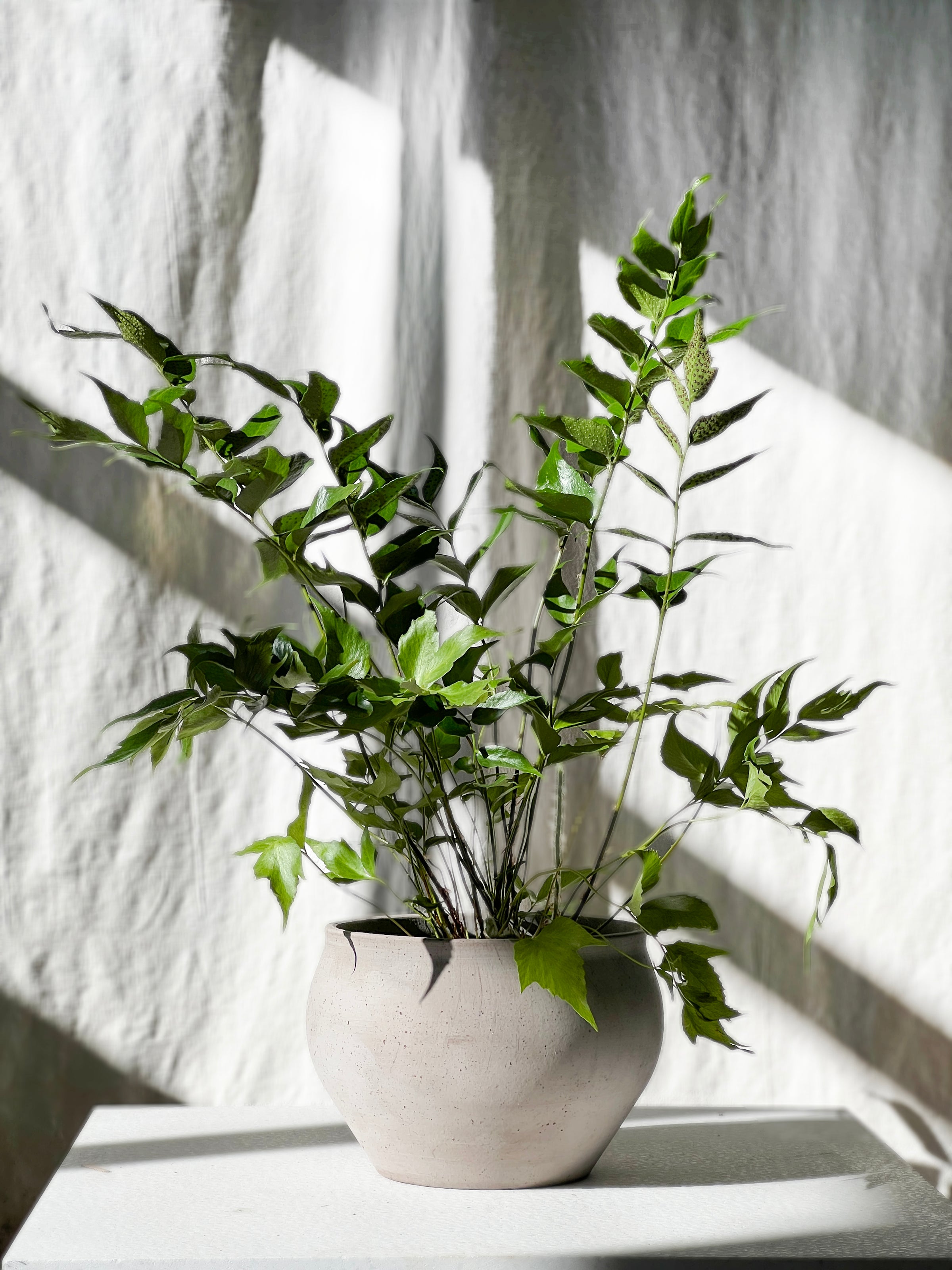 Cyrtomium falcatum - Japanese holly fern