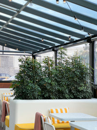 Schefflera Arboricola - Umbrella Plant