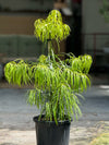 Podocarpus henkelii