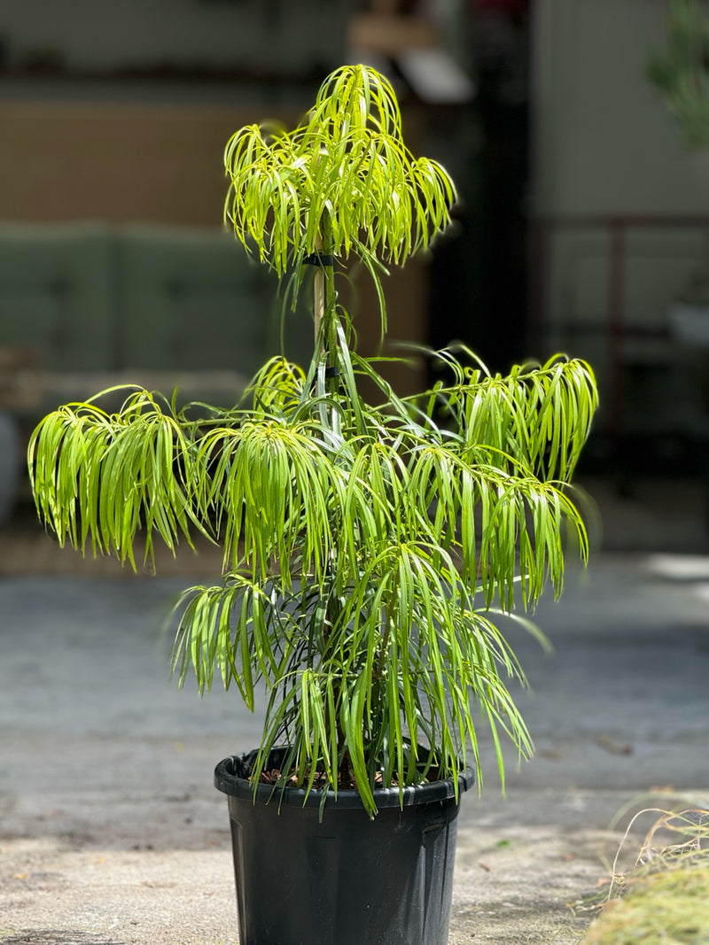 Podocarpus Henkelii