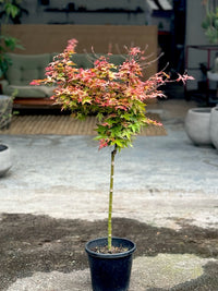 Acer - Maple