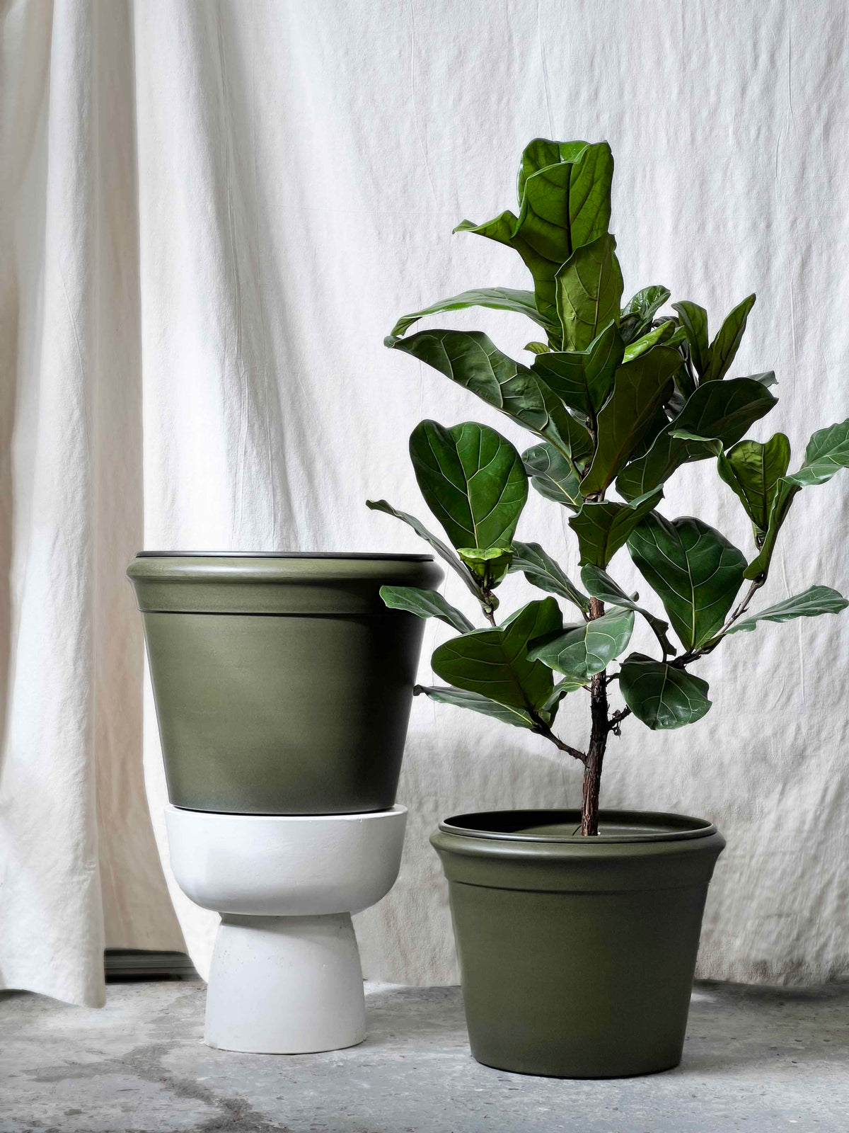 Ivy green planter
