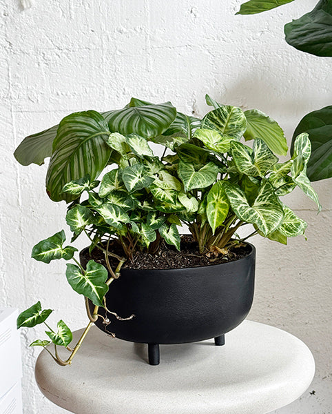 Jela Planter Set
