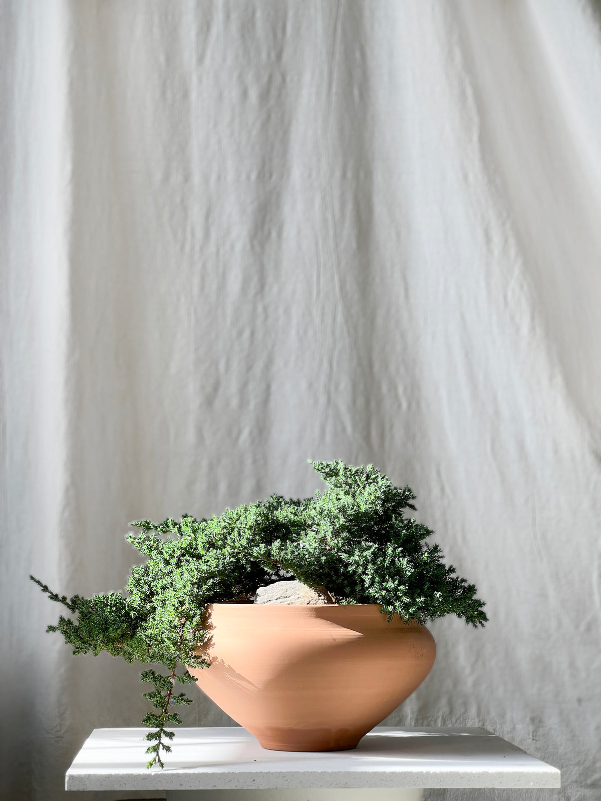 Juniperus Nana Bonsai