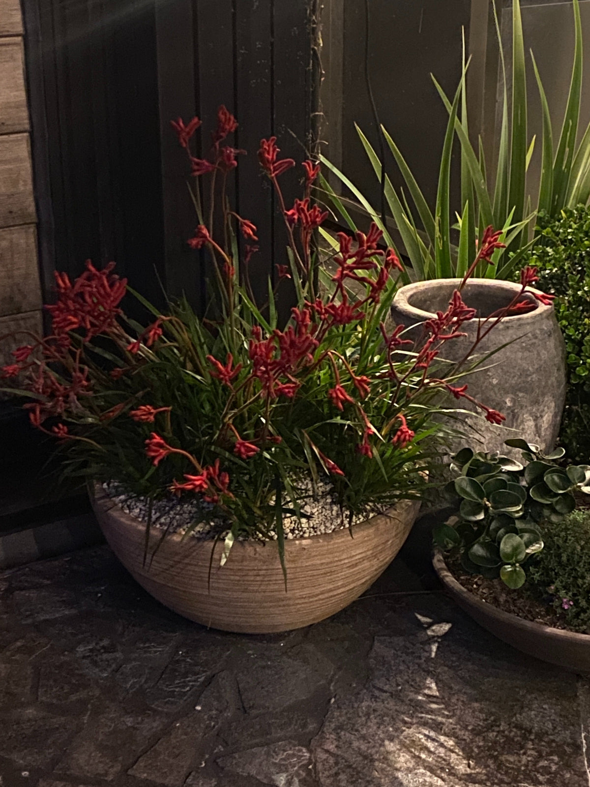 Anigozanthos subsp. (Kangaroo Paws)