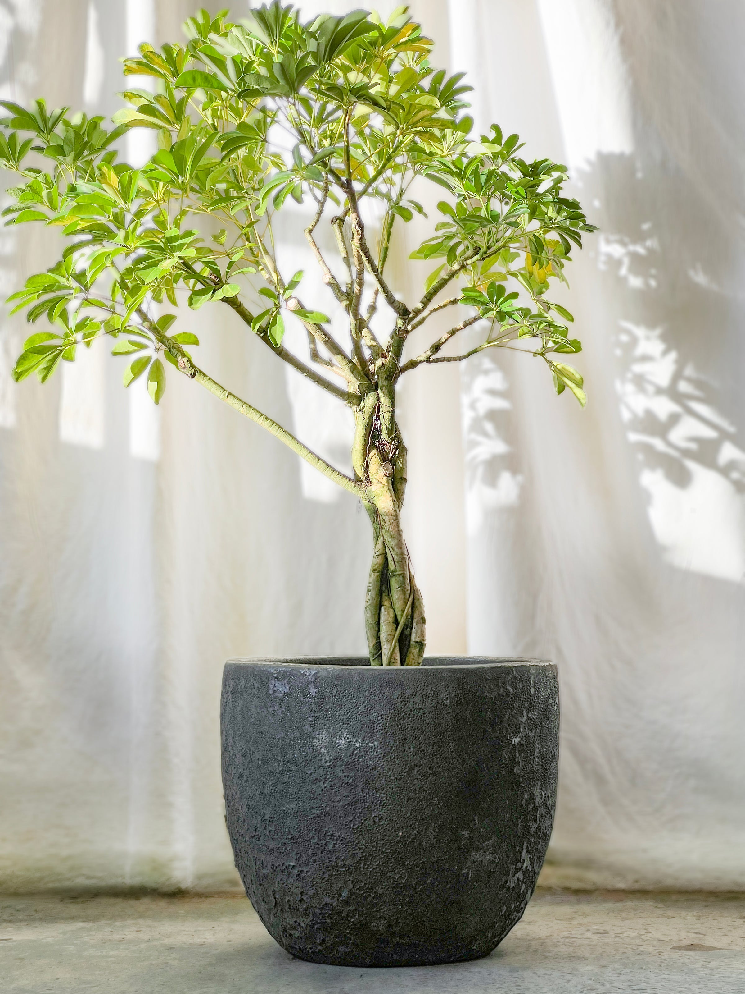 Lava Egg pot