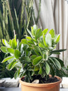 Leucospermum Harry chittick