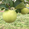 Malus domestica Freyberg - apple