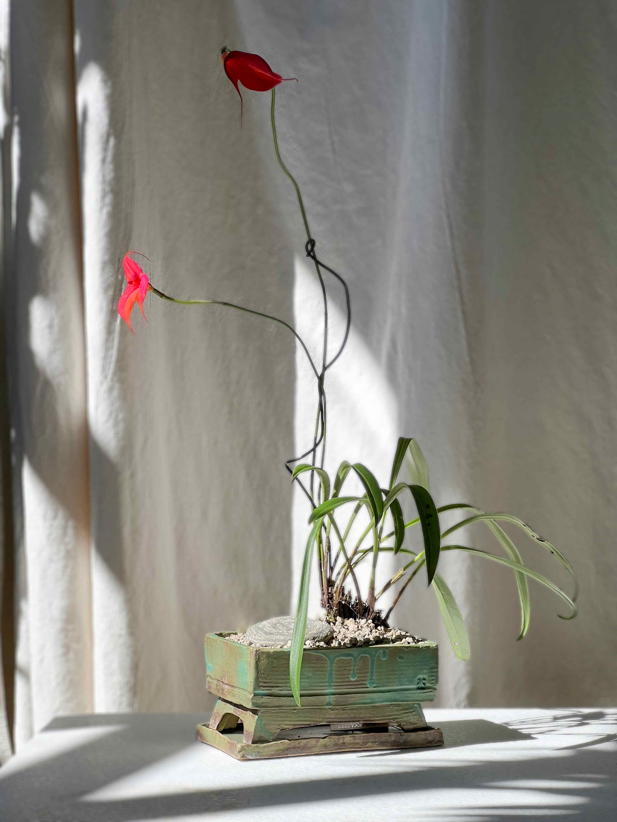 Masdevallia in Footed Planter