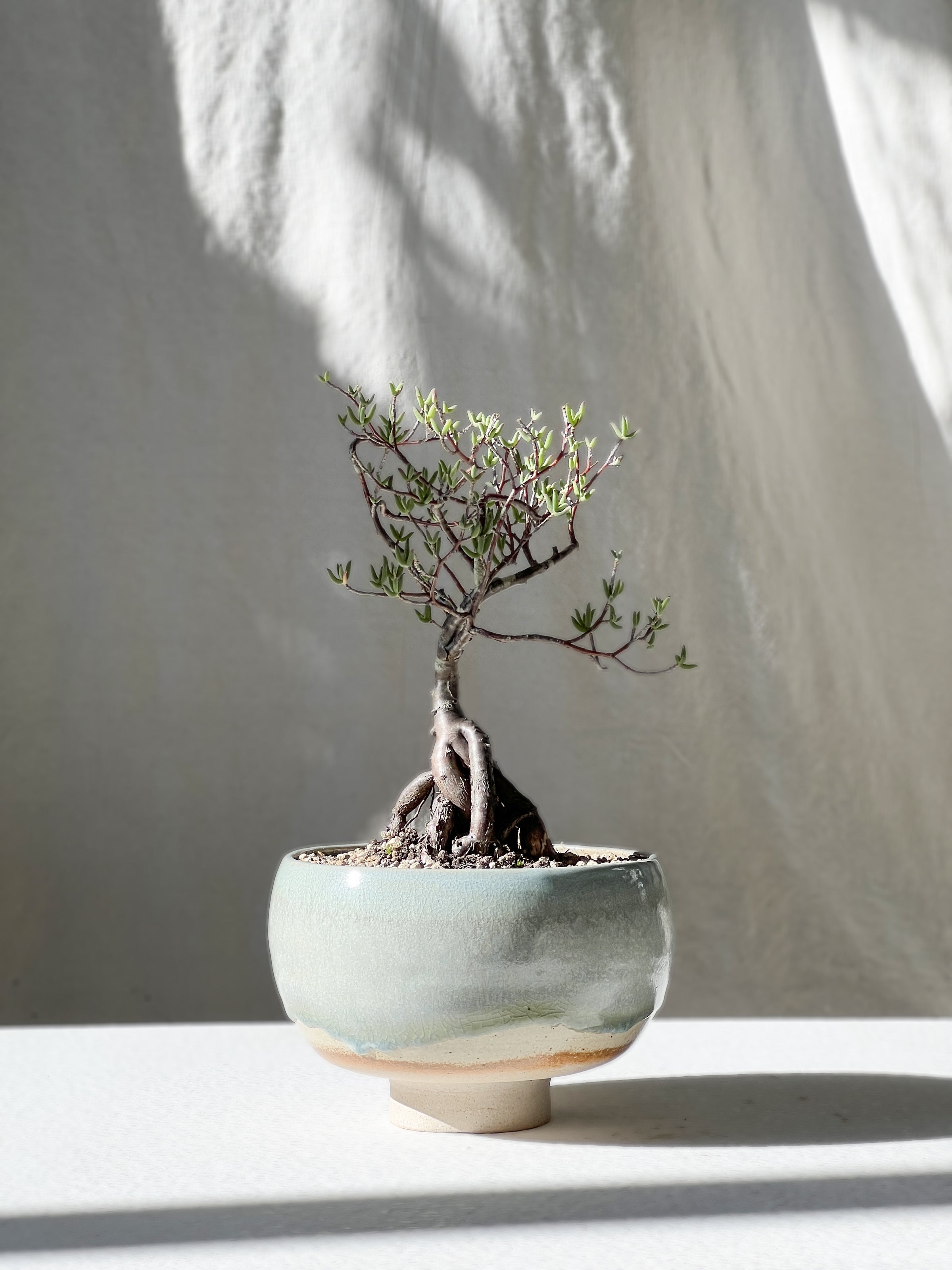 Mestoklema in Blue Bowl