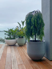 Acacia howittii