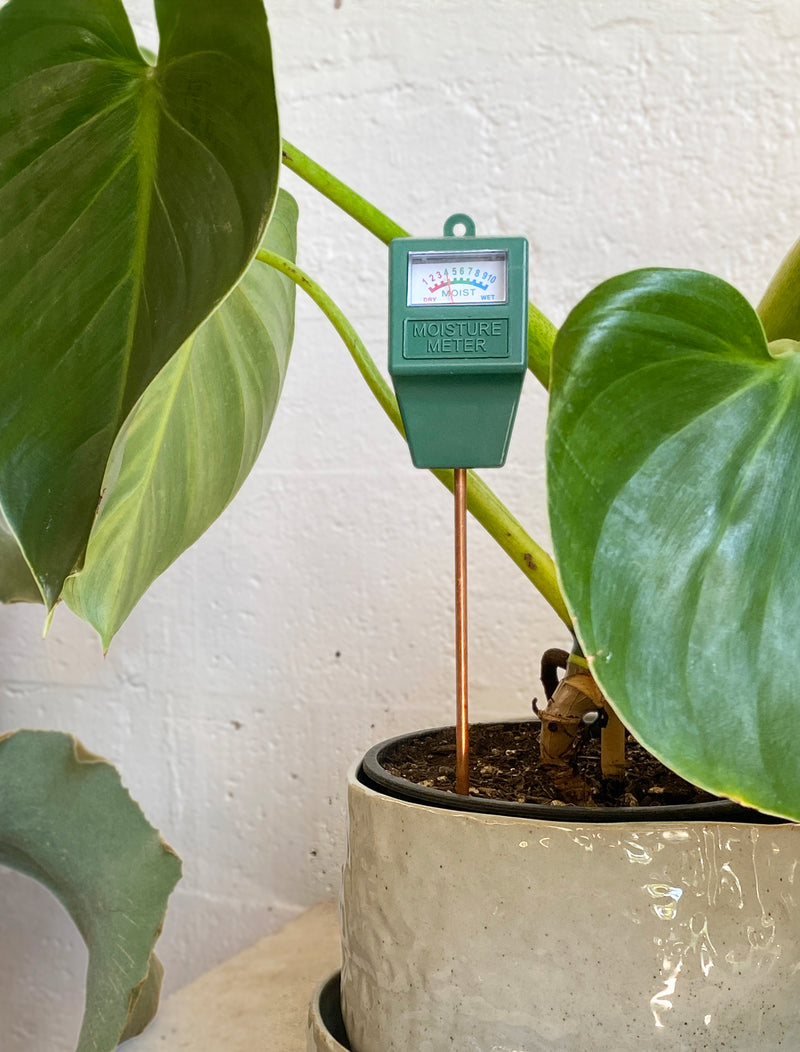 monstera adansonii moisture meter Water Meter – Babylon Store