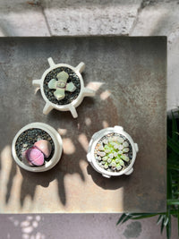 Molly Cacti Set