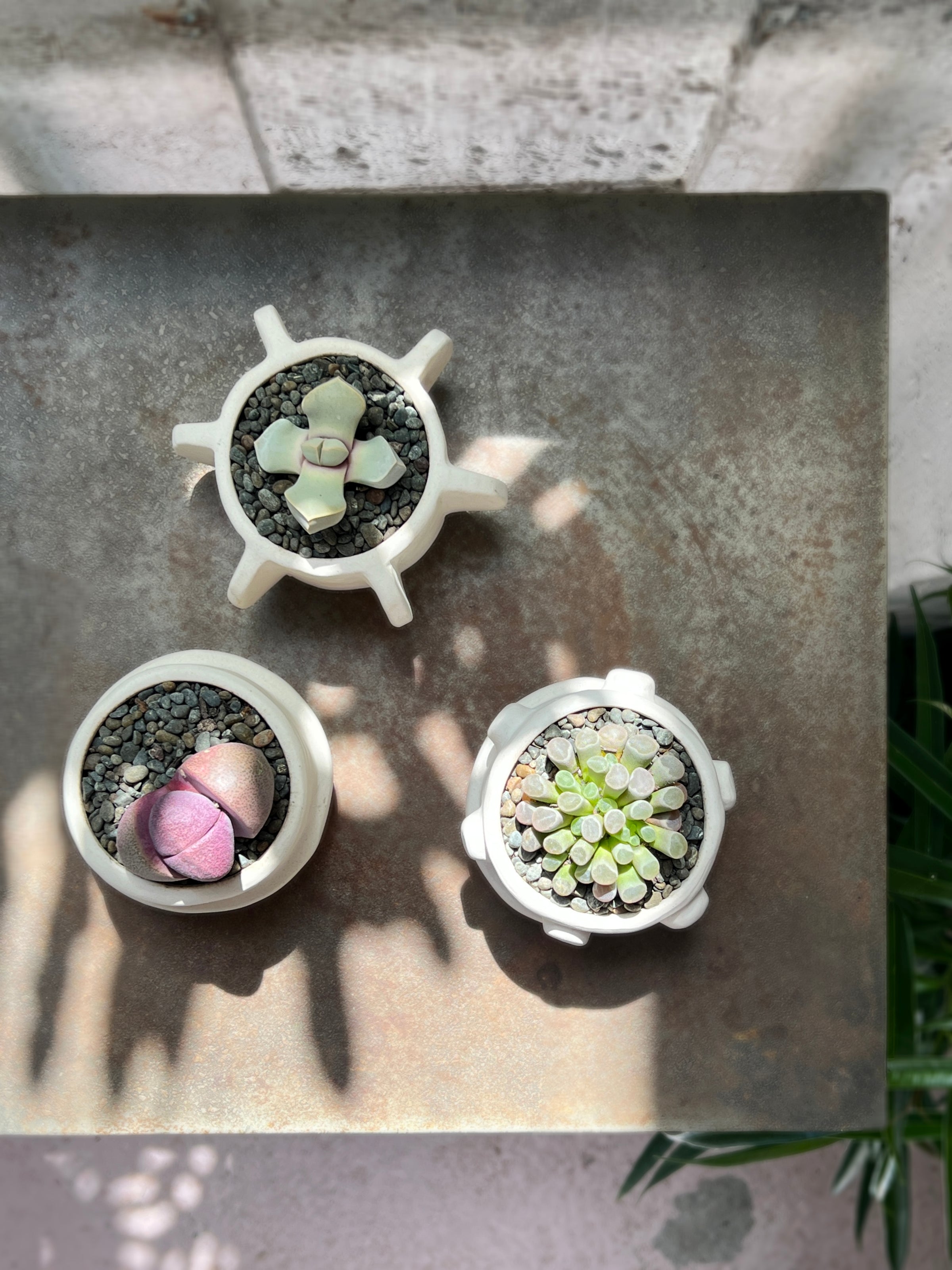 Molly Cacti Set