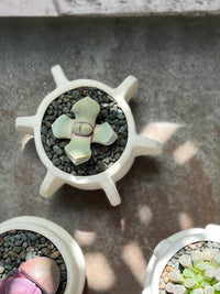 Molly Cacti planter