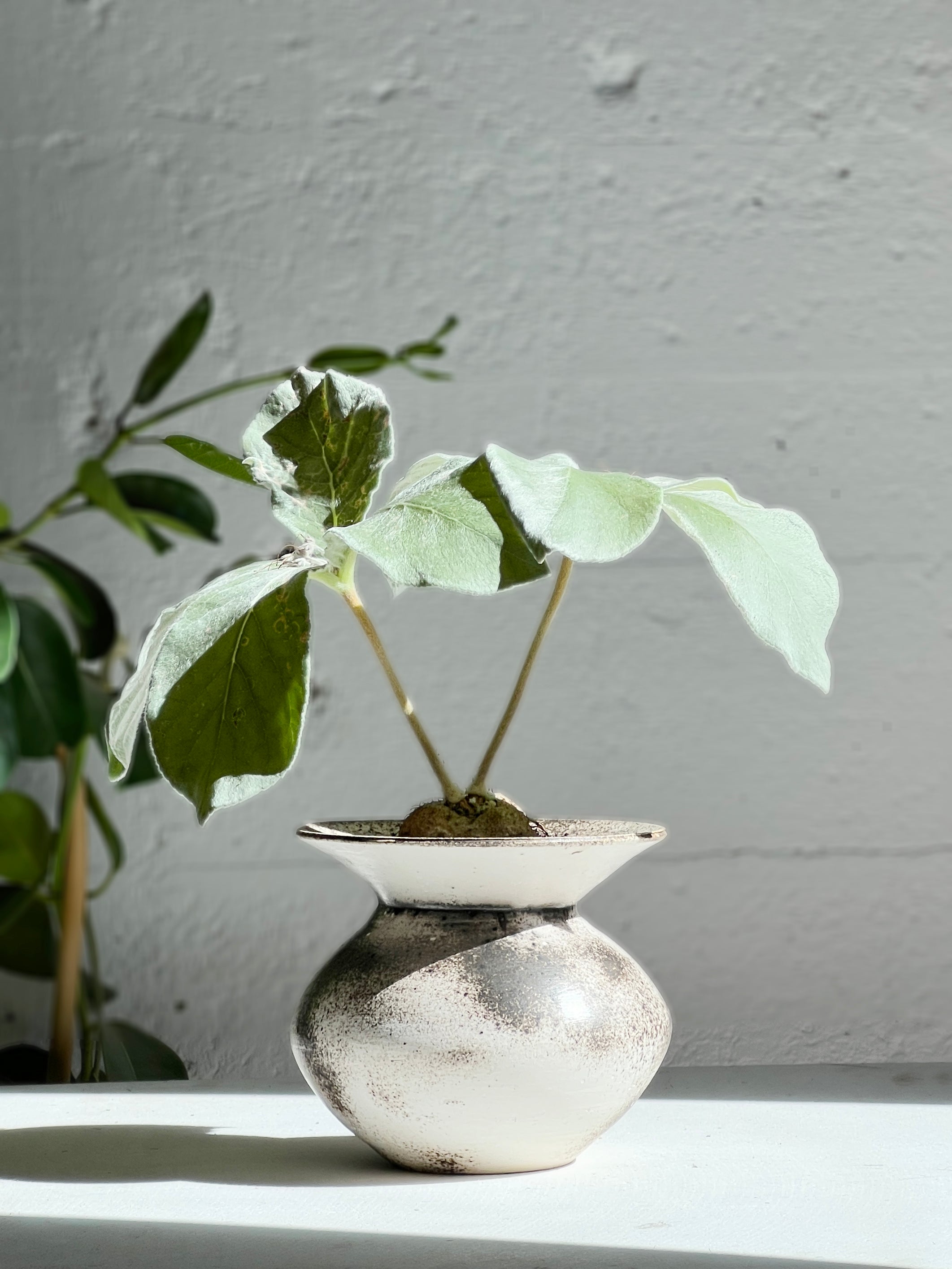 Sinningia / Obvara Set