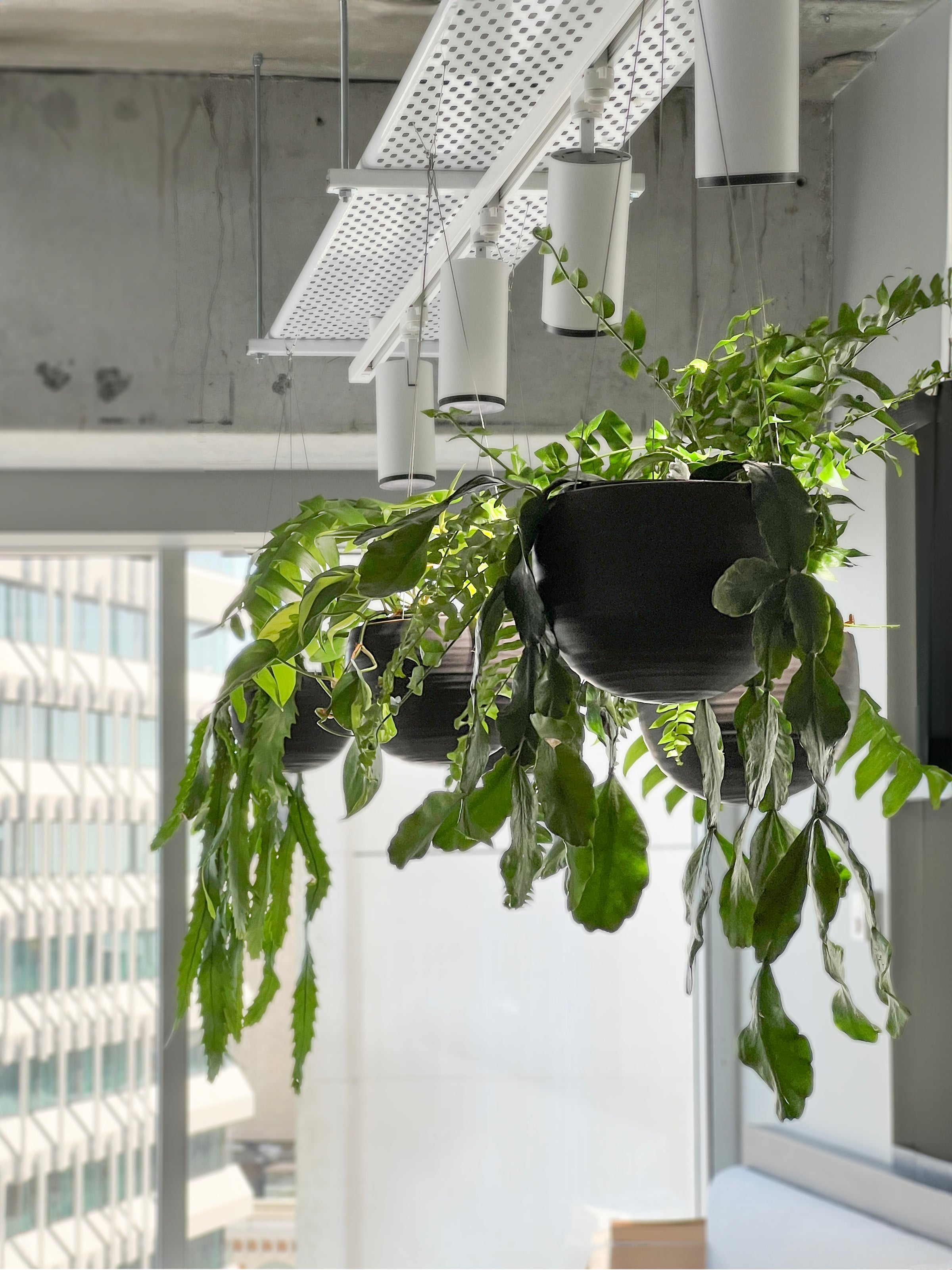 Potted plant installations for the workplace- site visit