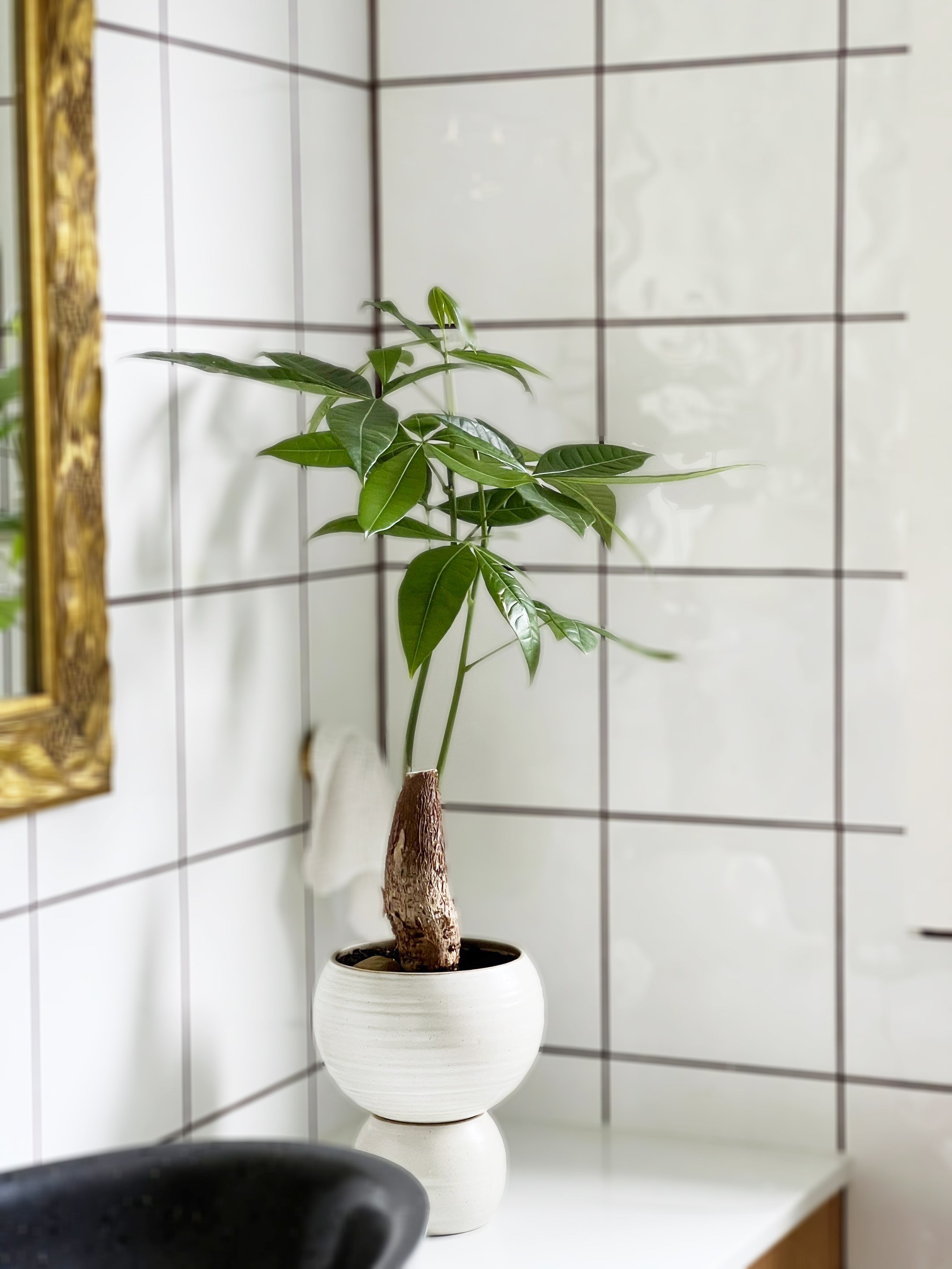 Pachira aquatica - Money Tree
