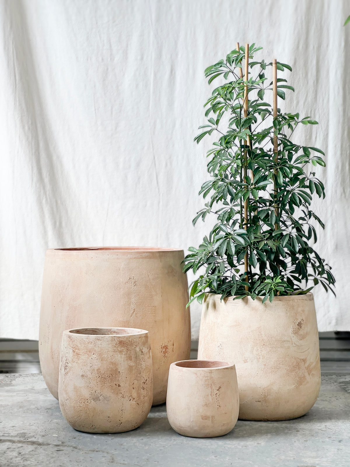 Palm pot antique terracotta