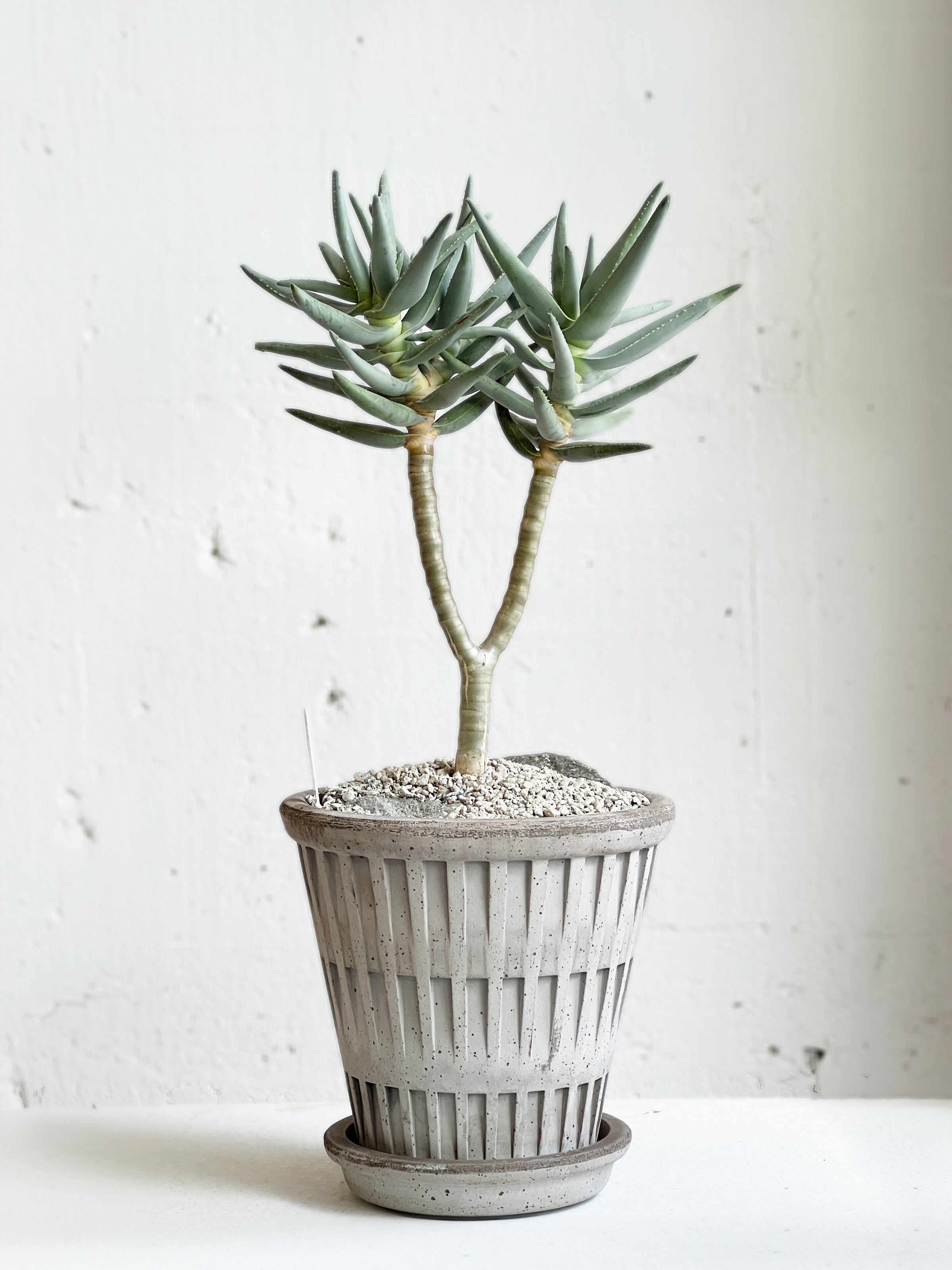 Pantheon Ramochotoma Set