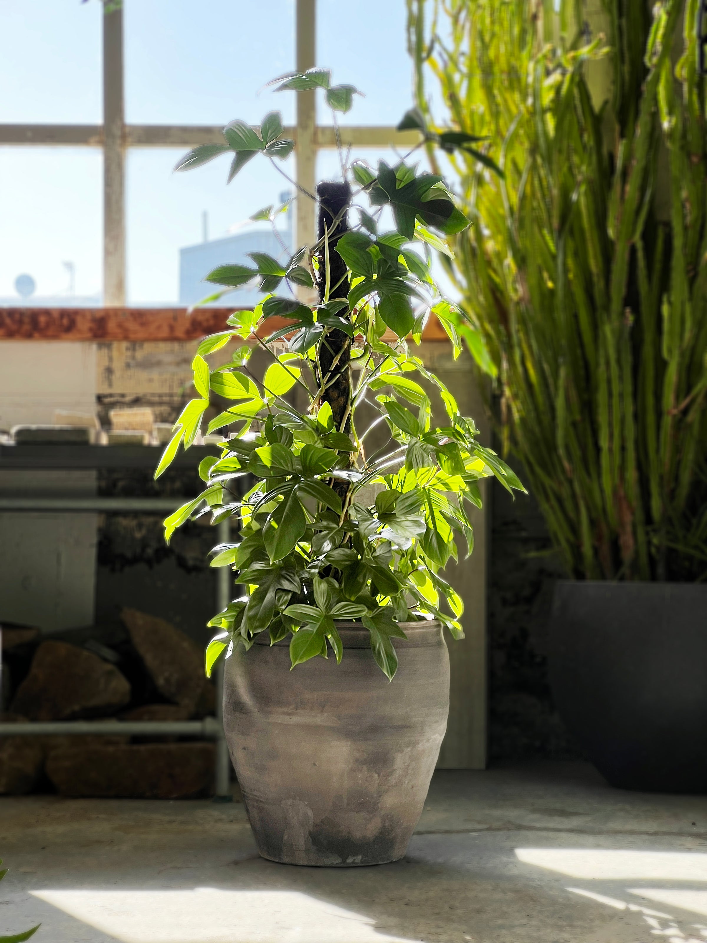 flio plante Philodendron 'florida' – Babylon Store