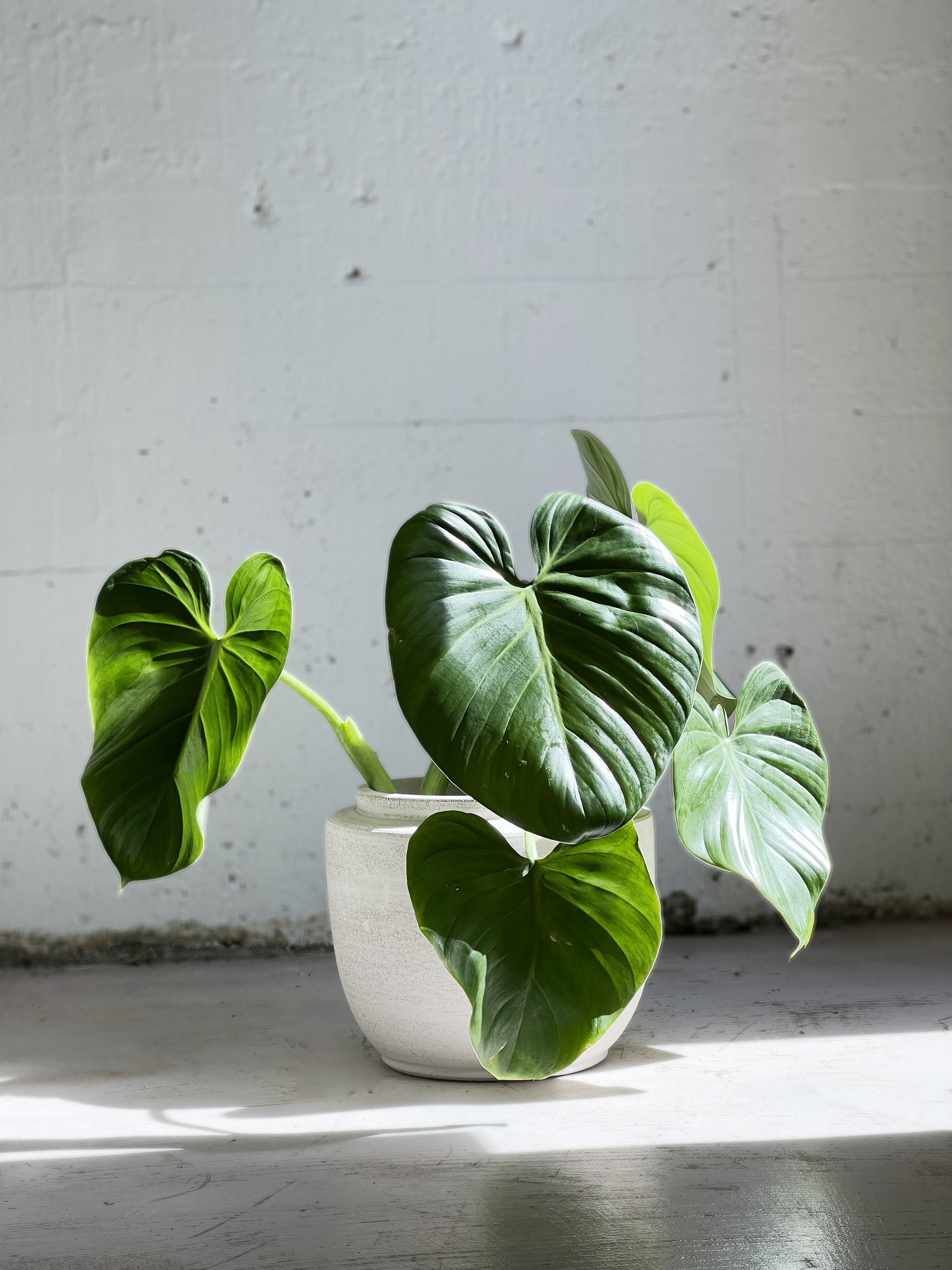 philodendron eximium houseplant Philodendron eximium – Babylon Store