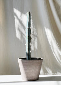 Pilosocereus glaucochrous