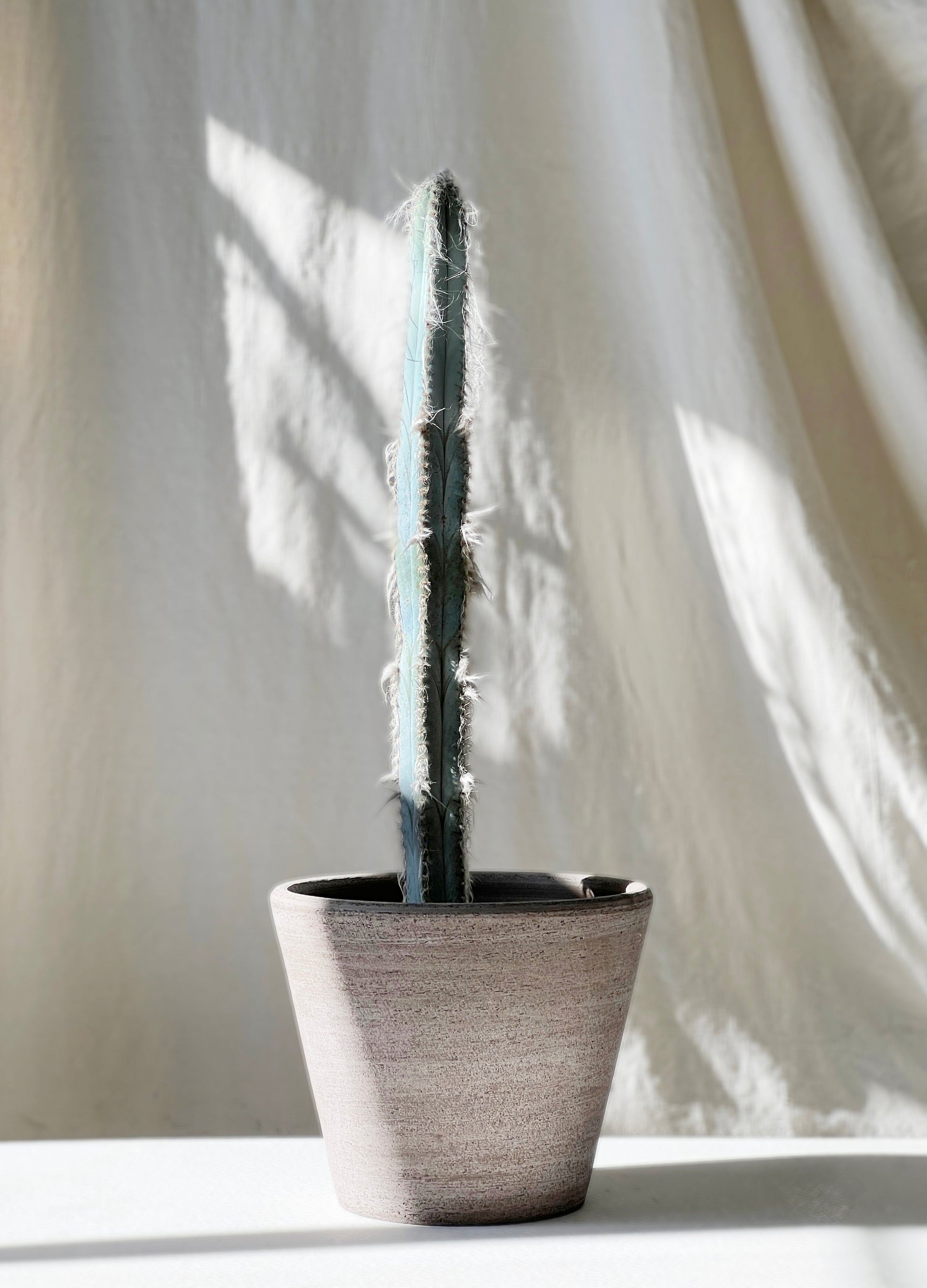 Pilosocereus glaucochrous