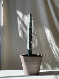 Pilosocereus glaucochros