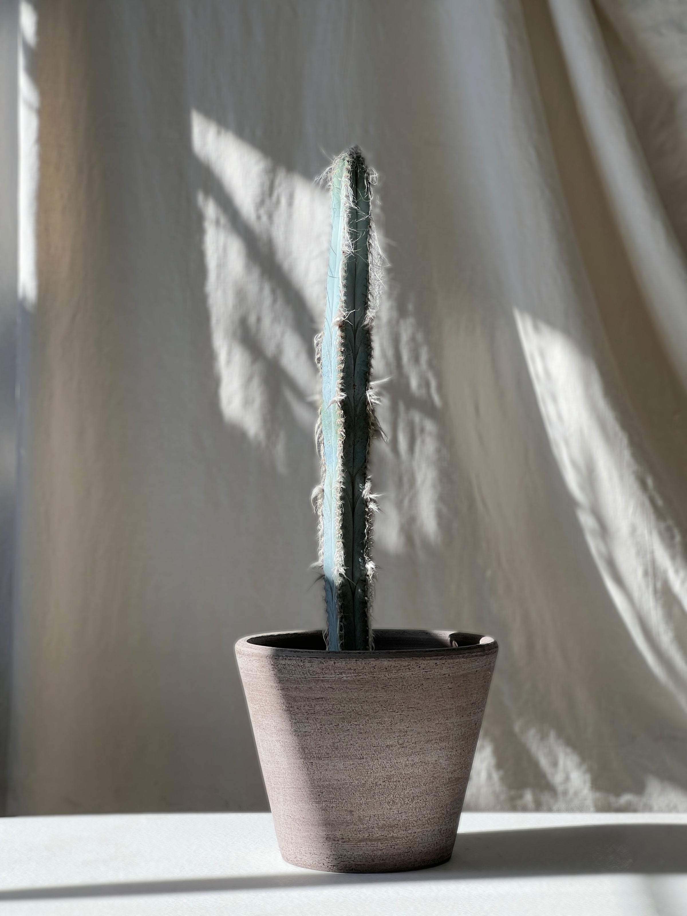 Pilosocereus glaucochros