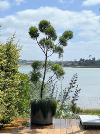Cloud tree - Podocarpus gracillor