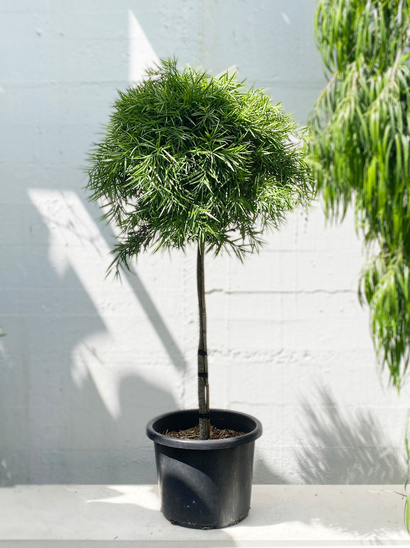 Podocarpus gracilior standards
