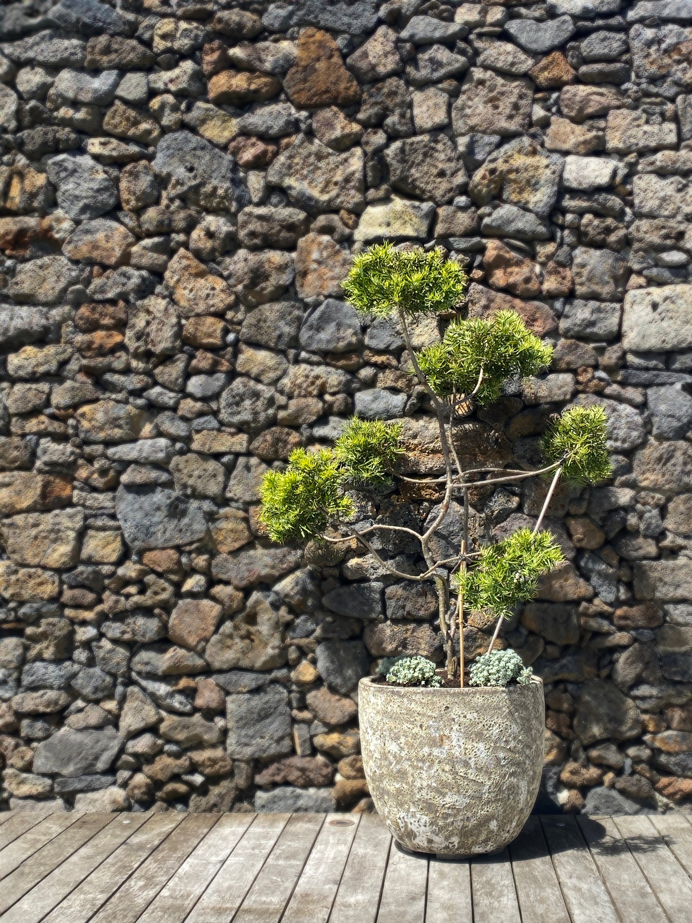 Lava Egg pot