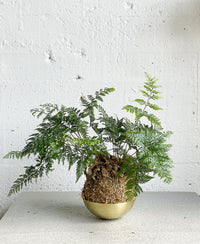 Kokedama Workshop