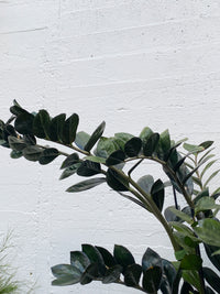 Zamioculcas zamiifolia - Raven ZZ