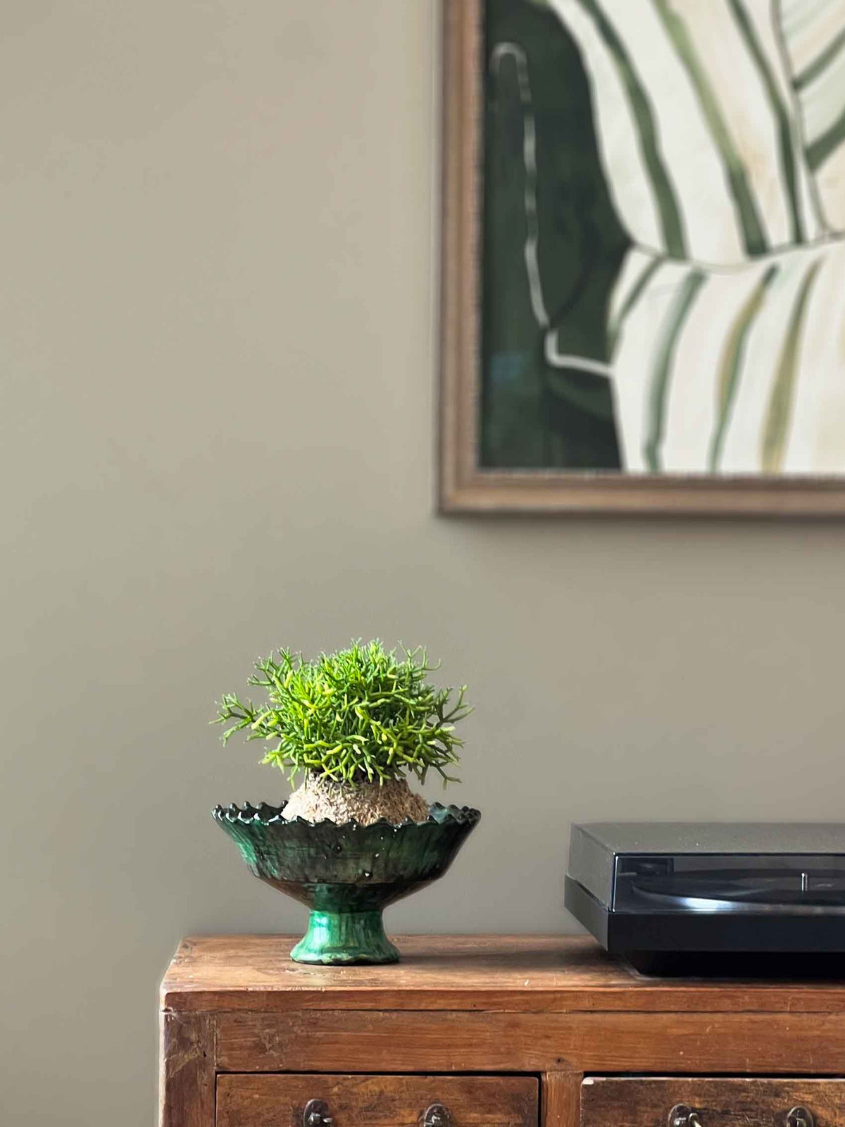 Rhipsalis cereuscula Kokedama