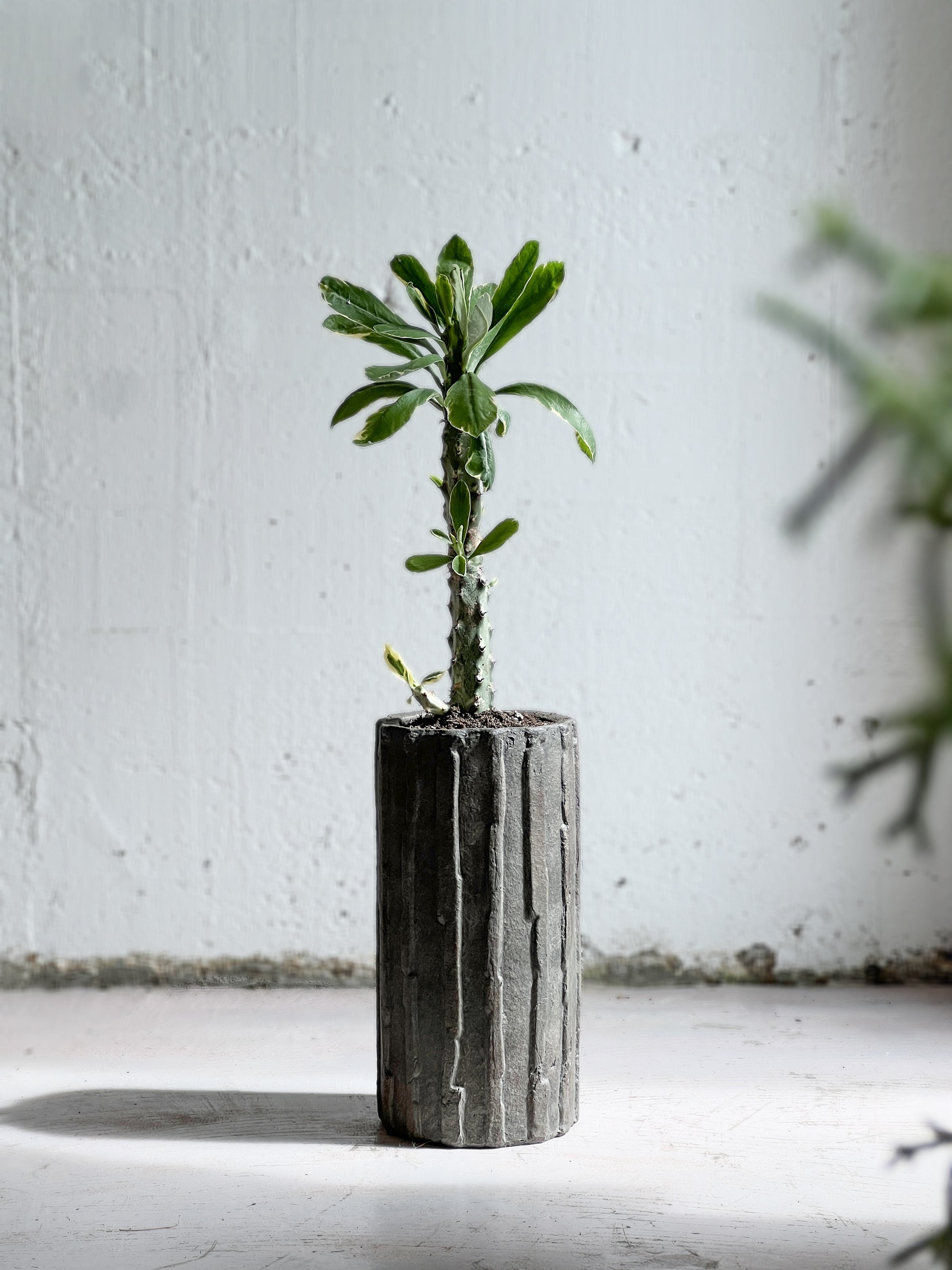 Euphorbia Neriifolia Rift Set