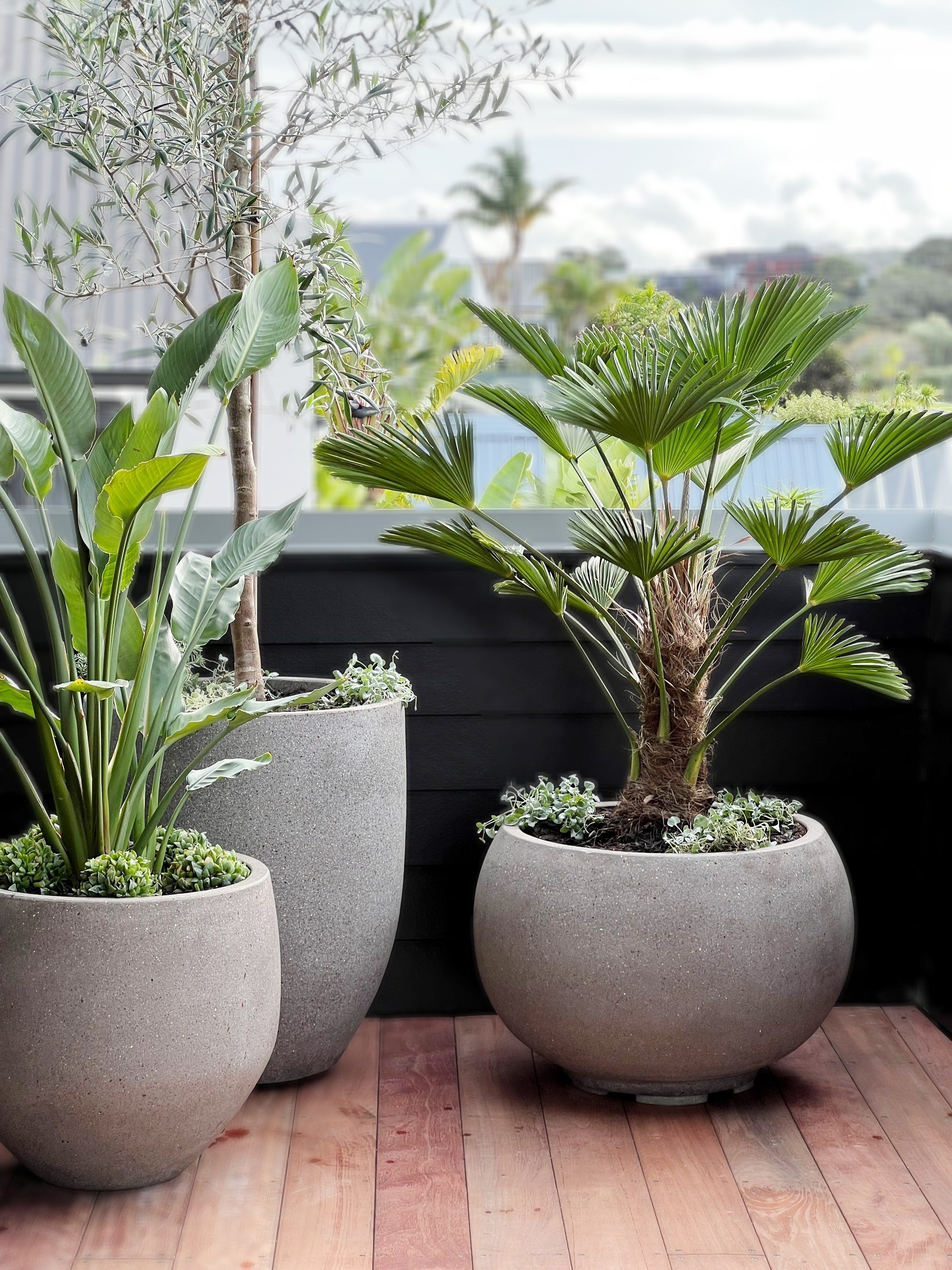 Trachycarpus Wagnerianus "Waggie" palm