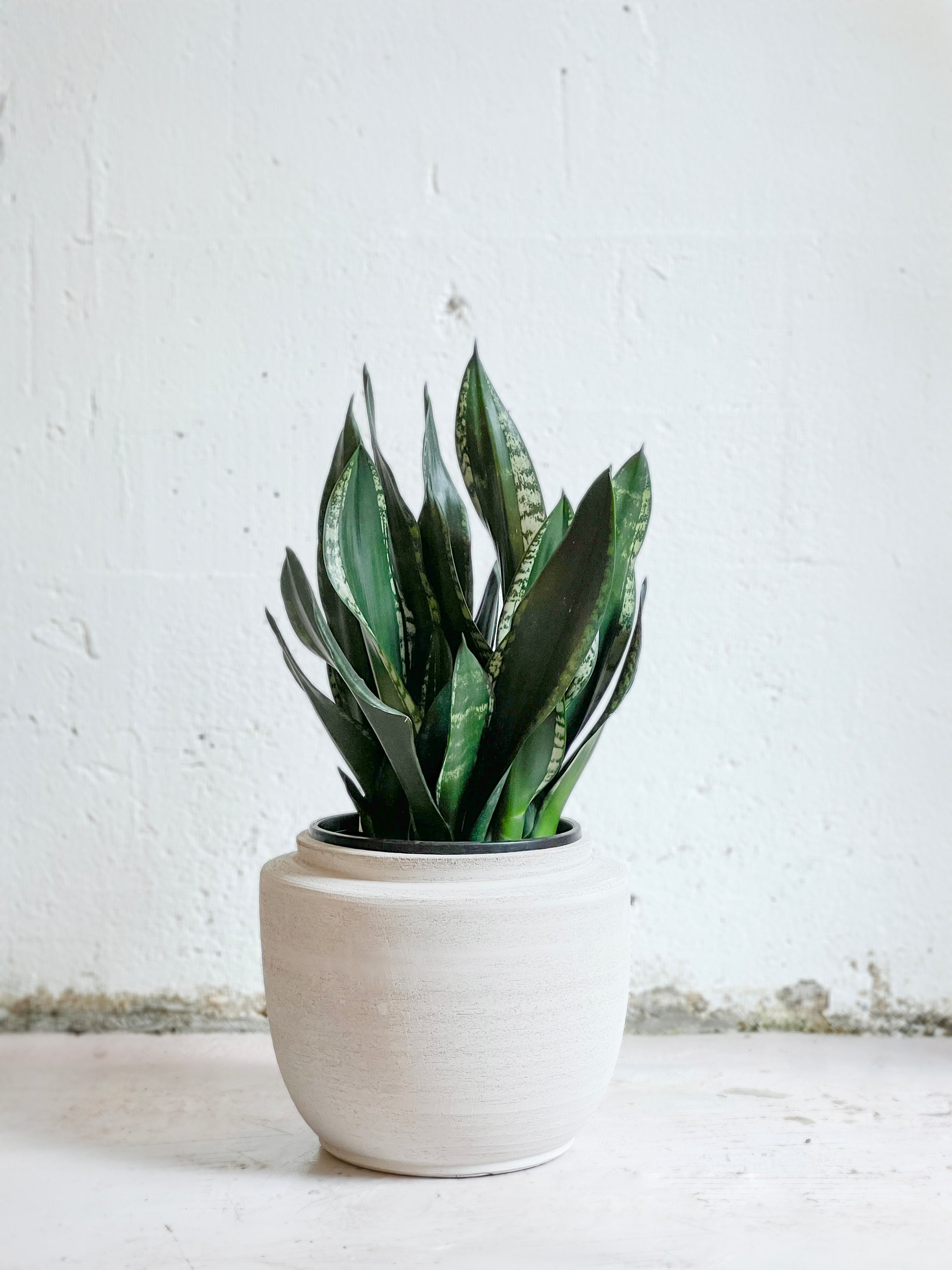 Sansevieria Whitney