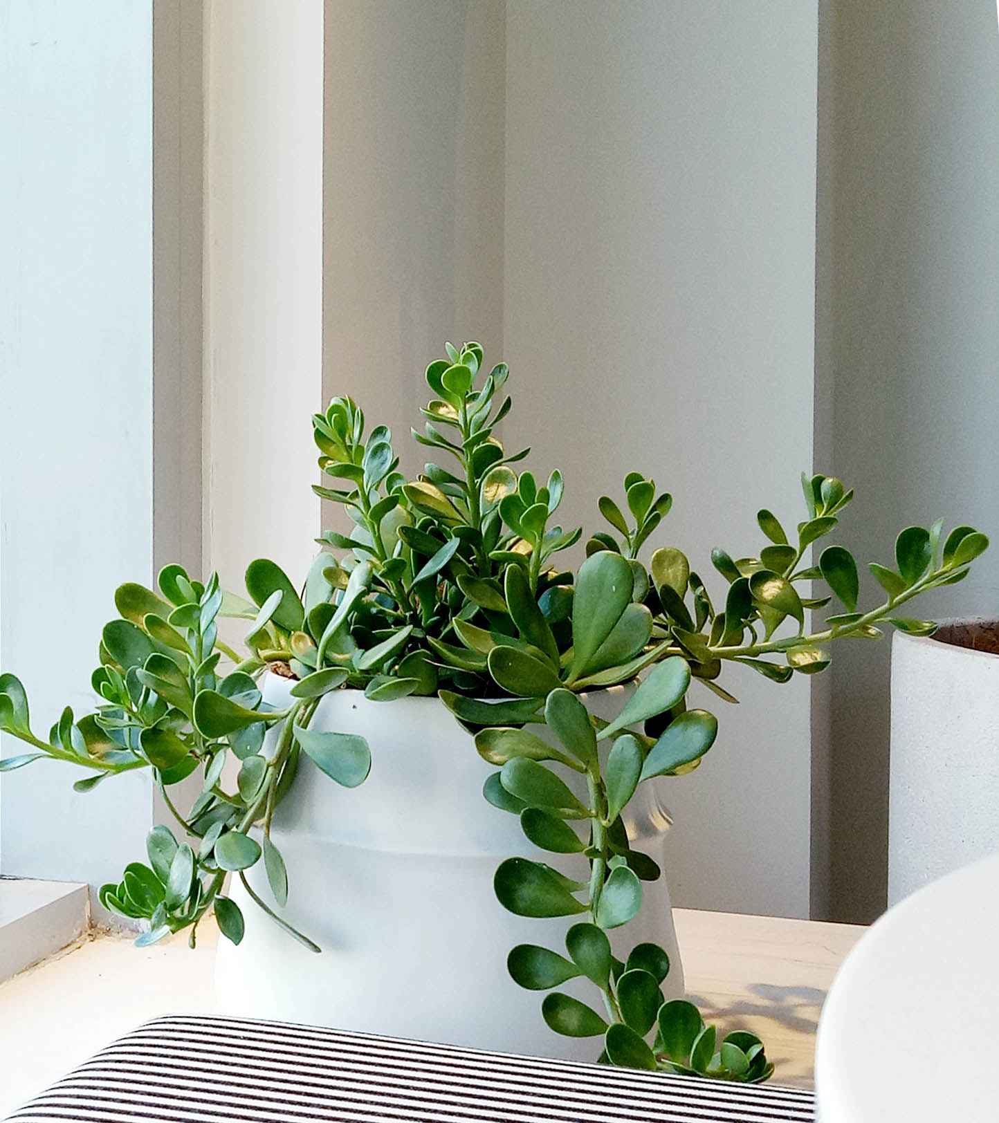 trailing jade plant care Senecio jacobsenii: Trailing Jade – Babylon Store