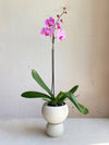 Phalaenopsis Orchid - Moth orchid Coloured