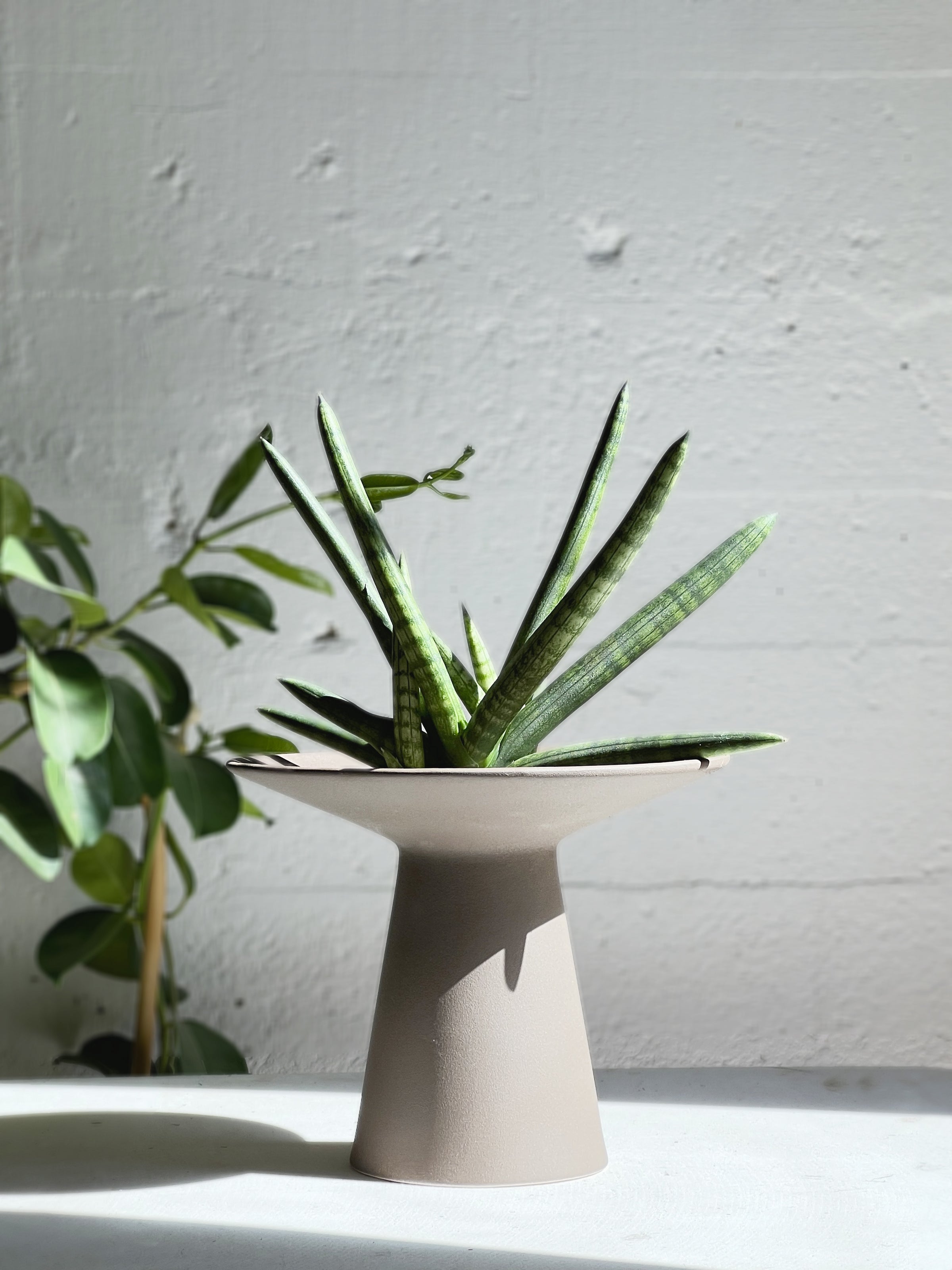 Sansevieria cylindrica